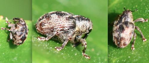 Coeliodes rana